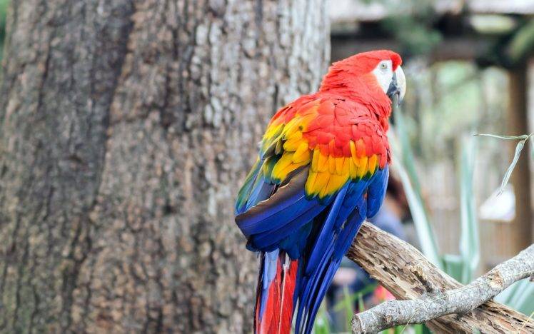 birds macaws HD Wallpaper Desktop Background