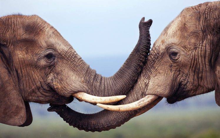 nature animals elephants HD Wallpaper Desktop Background