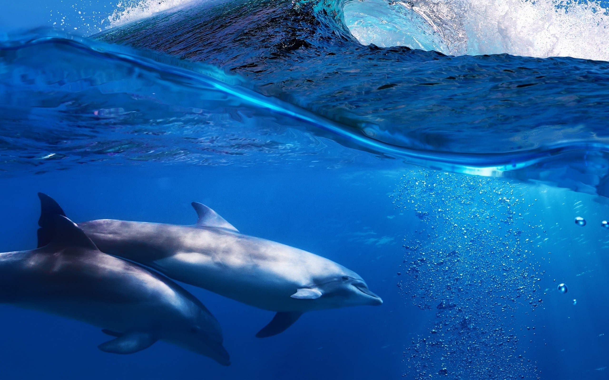 nature animals dolphin Wallpaper