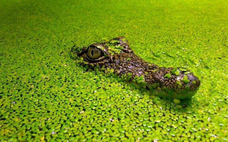 nature animals crocodiles HD Wallpaper Desktop Background