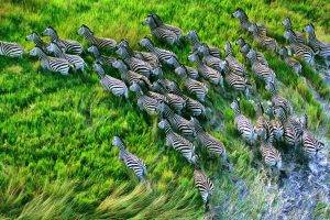 nature animals zebras