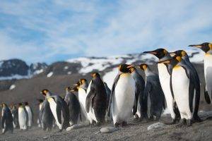 nature animals sea pacific ocean penguins