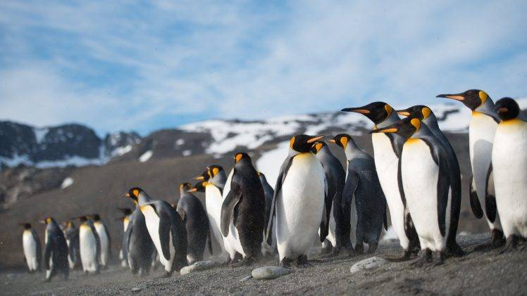 nature animals sea pacific ocean penguins HD Wallpaper Desktop Background