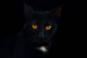 black cats portrait simple background black background animals