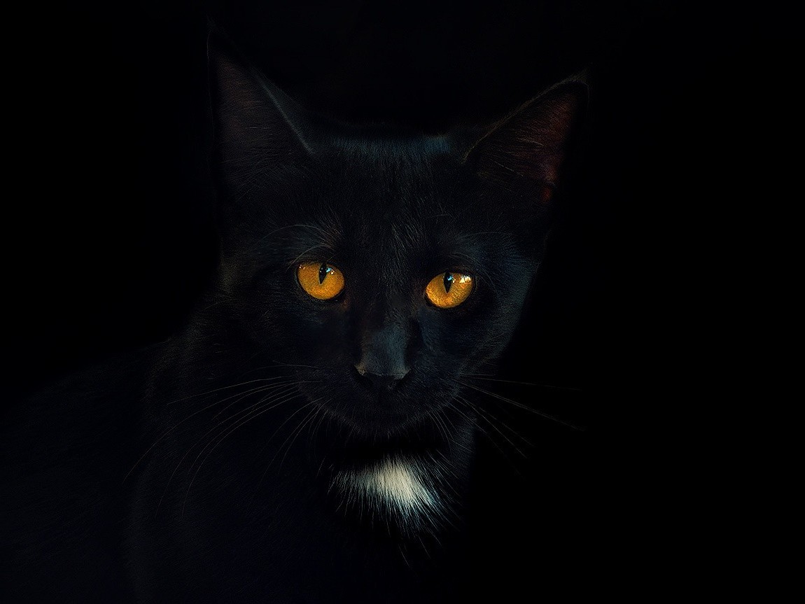 black cats portrait simple background black background animals Wallpaper