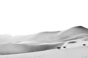 horse desert monochrome