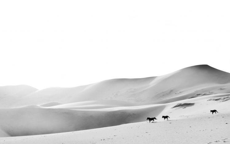 horse desert monochrome HD Wallpaper Desktop Background