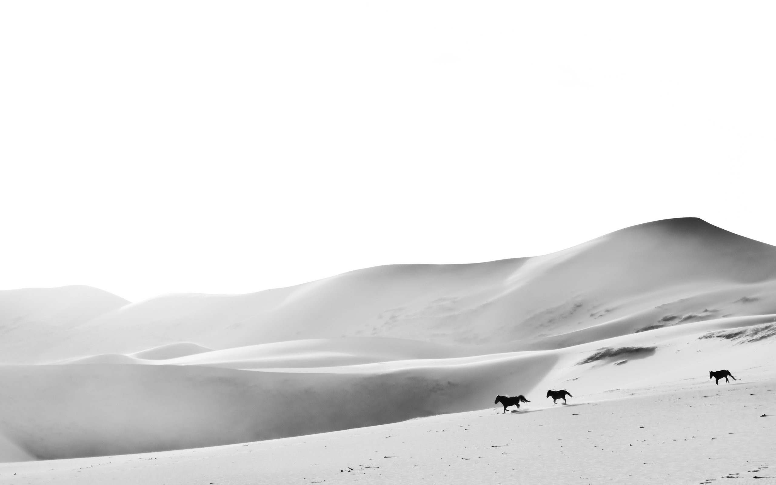 horse desert monochrome Wallpaper