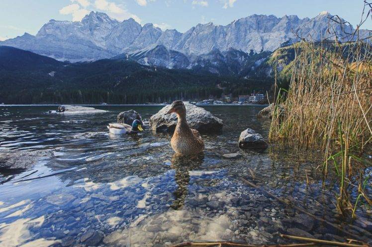 nature animals duck HD Wallpaper Desktop Background