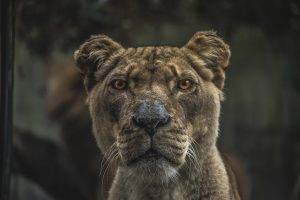 lion samuel scrimshaw