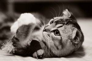 photography animals cat
