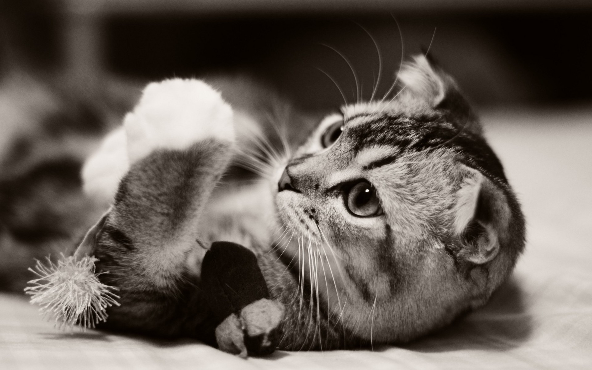 photography animals cat Wallpaper