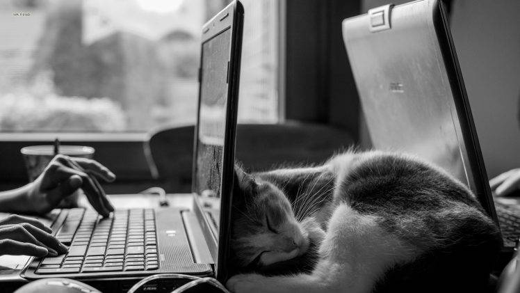 photography animals cat HD Wallpaper Desktop Background