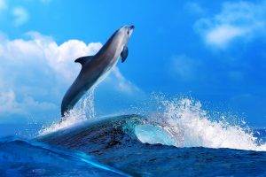 animals sea mammals nature sky clouds blue dolphin waves bottlenose dolphin
