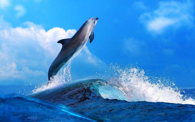 animals sea mammals nature sky clouds blue dolphin waves bottlenose dolphin HD Wallpaper Desktop Background