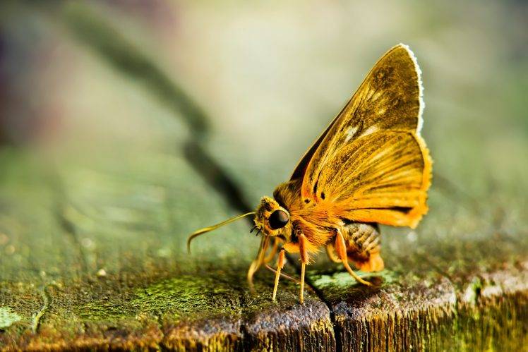macro lepidoptera insect animals HD Wallpaper Desktop Background