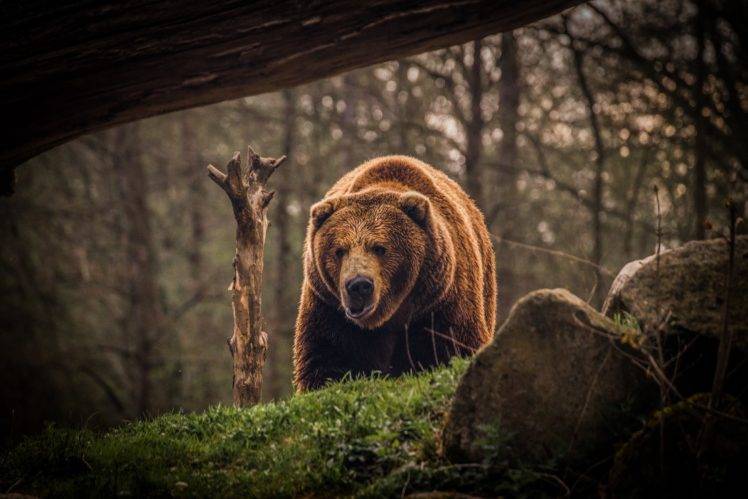 animals bears HD Wallpaper Desktop Background