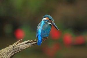 animals birds kingfisher