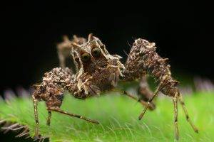 animals macro spider