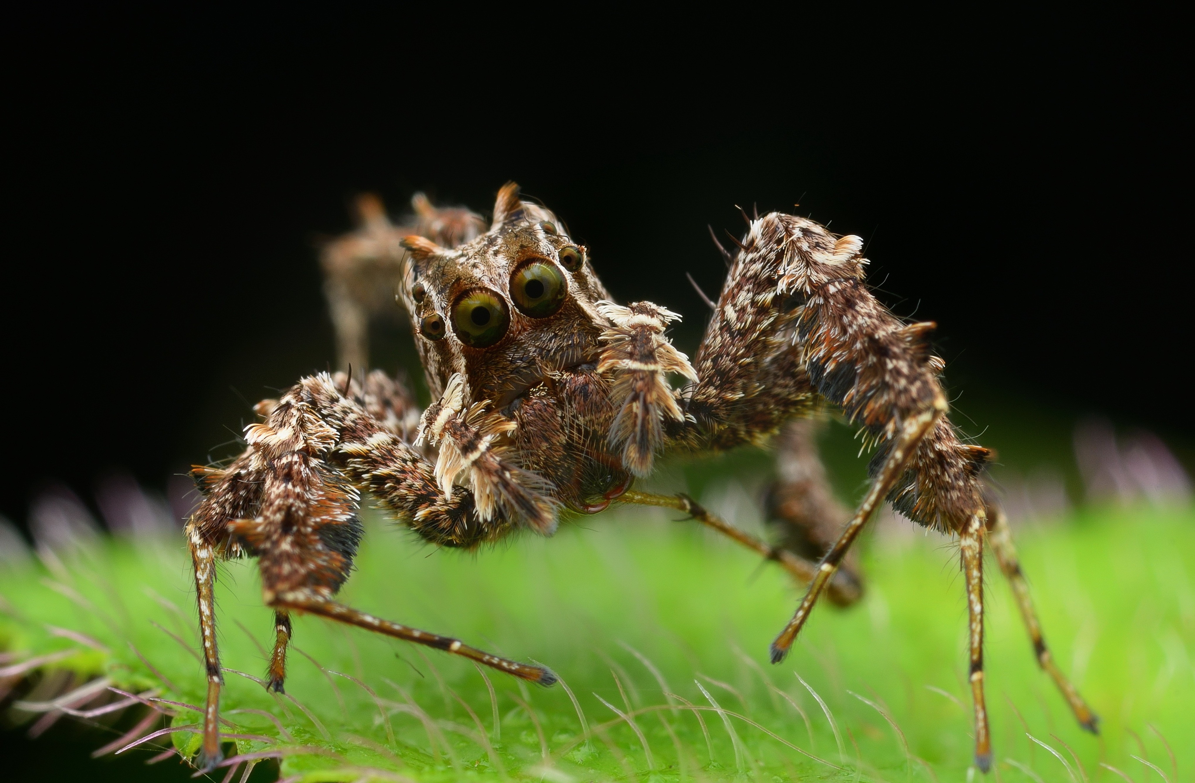 animals macro spider Wallpaper