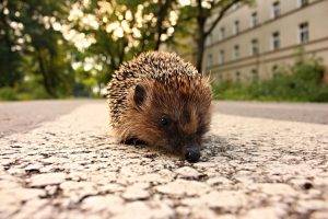 animals macro hedgehog
