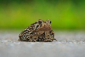 macro animals toad amphibian