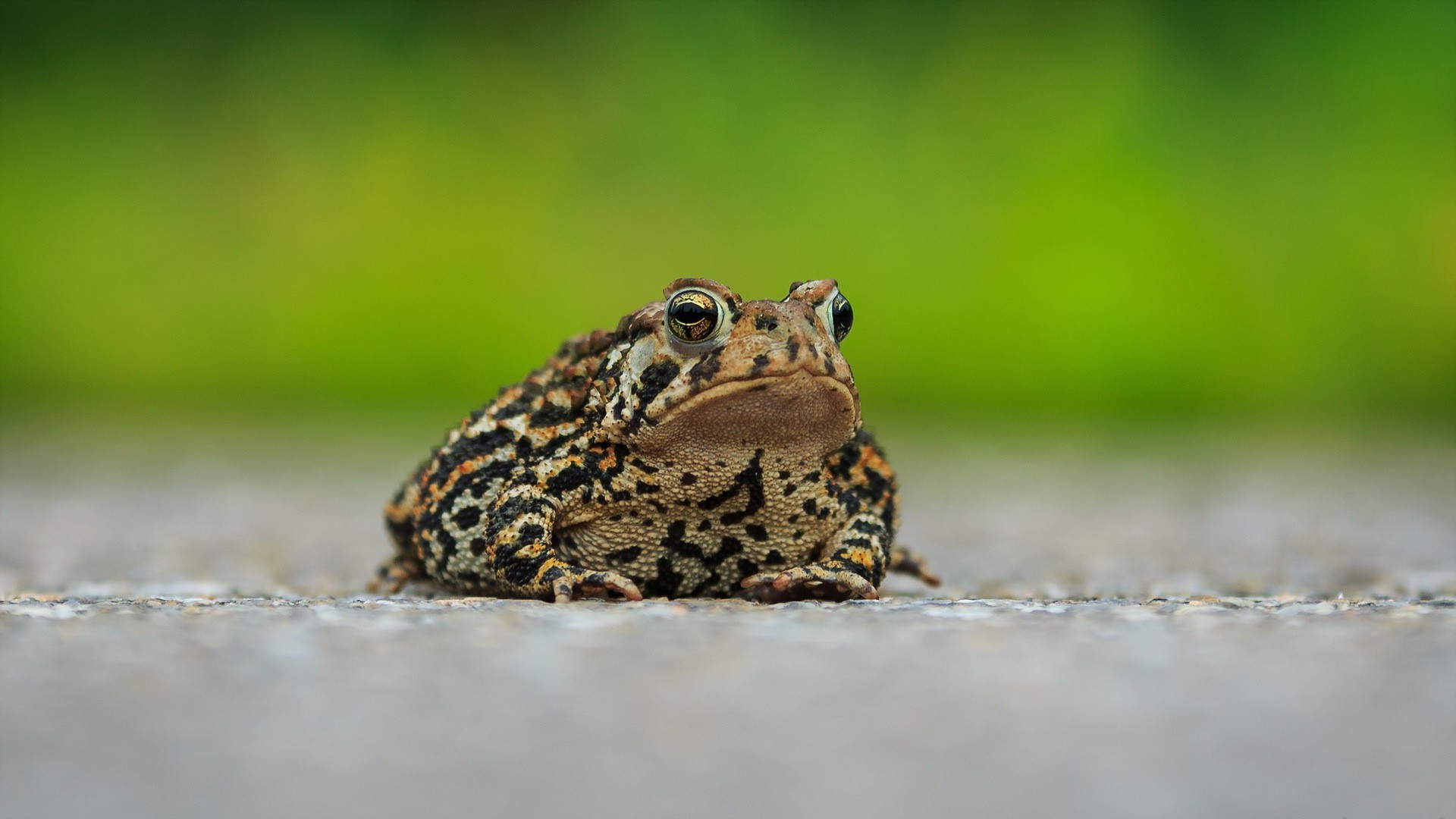 macro animals toad amphibian Wallpaper