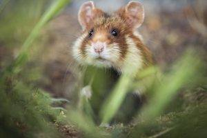 plants macro animals mammals hamster