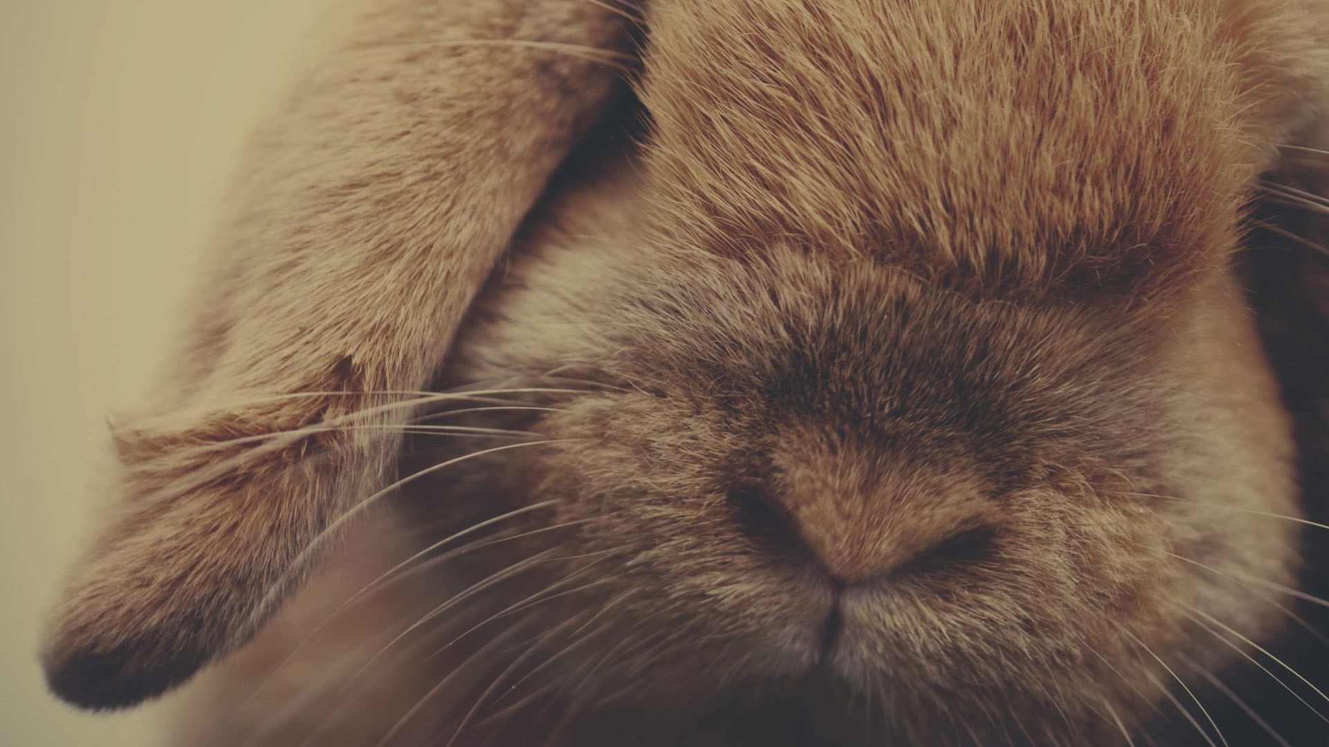 animals mammals Wallpaper