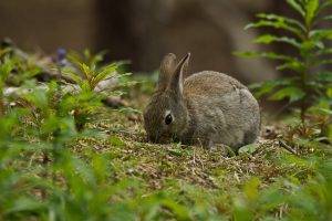 plants animals mammals rabbits