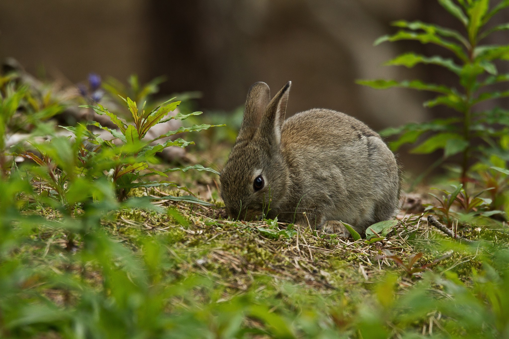 plants animals mammals rabbits Wallpaper