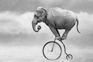 nature animals elephants bicycle humor monochrome earth clouds motion blur