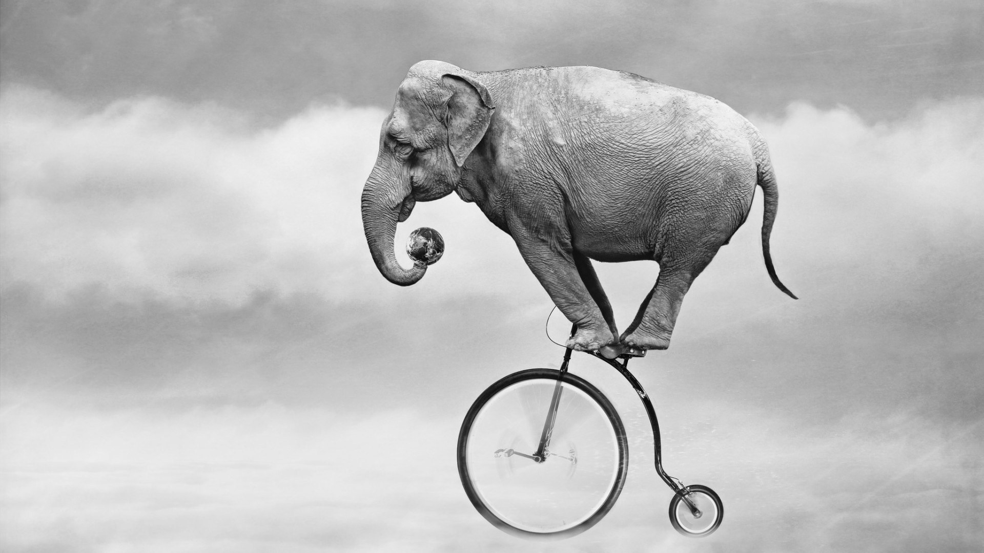 nature animals elephants bicycle humor monochrome earth clouds motion blur Wallpaper