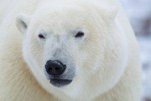 head nature animals polar bears closeup muzzles depth of field fur
