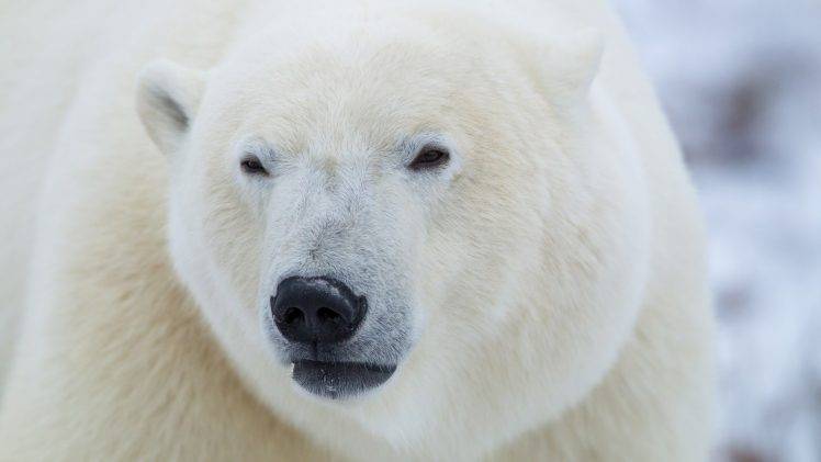 head nature animals polar bears closeup muzzles depth of field fur HD Wallpaper Desktop Background