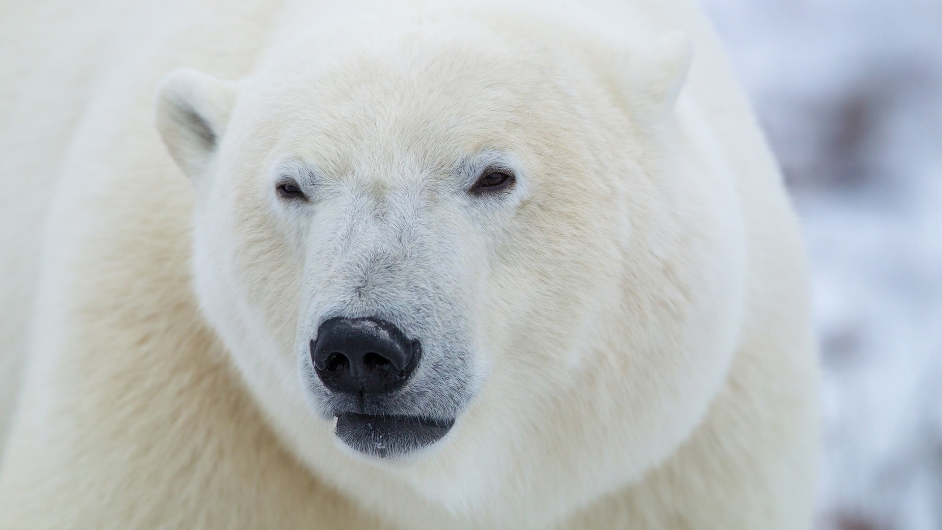 head nature animals polar bears closeup muzzles depth of field fur Wallpaper