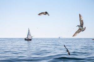 birds boat seagulls sea