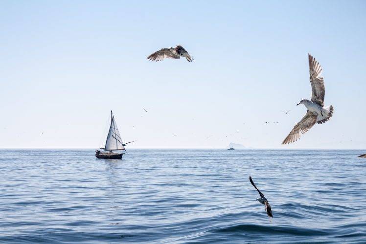 birds boat seagulls sea HD Wallpaper Desktop Background