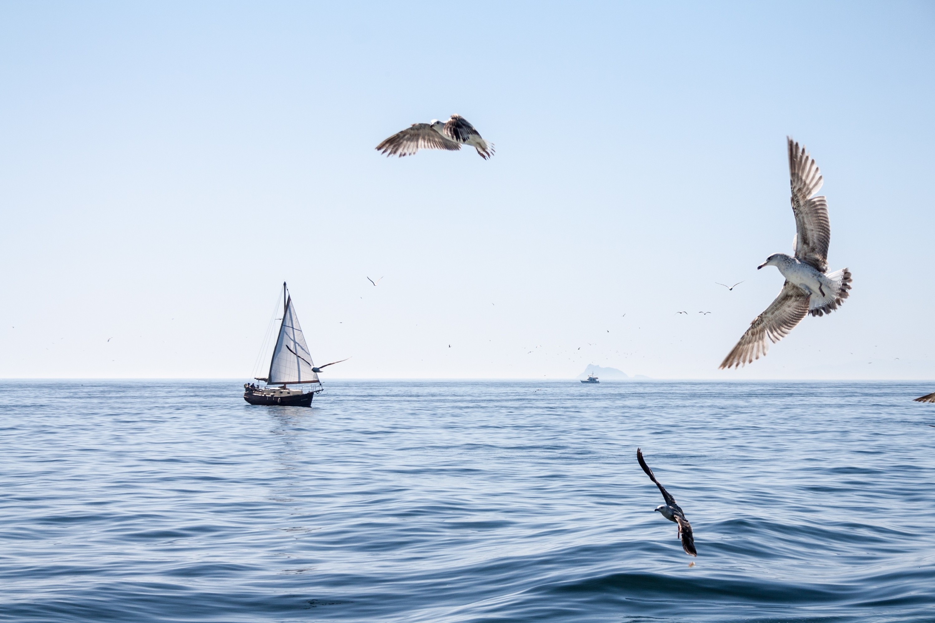 birds boat seagulls sea Wallpaper