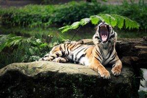 open mouth tiger animals nature yawning depth of field big cats