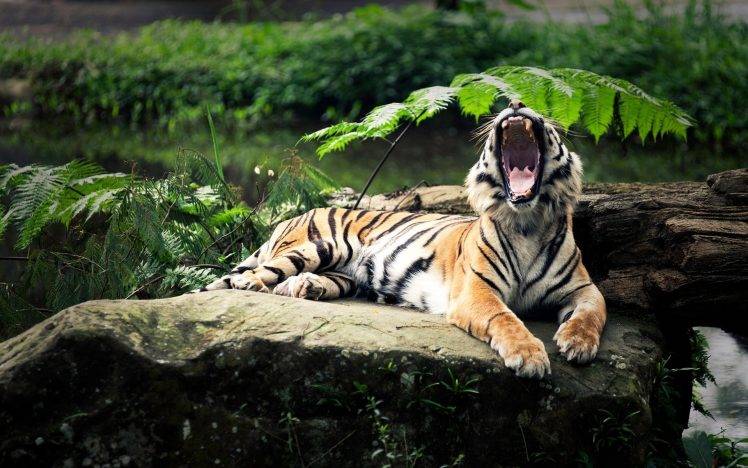 open mouth tiger animals nature yawning depth of field big cats HD Wallpaper Desktop Background