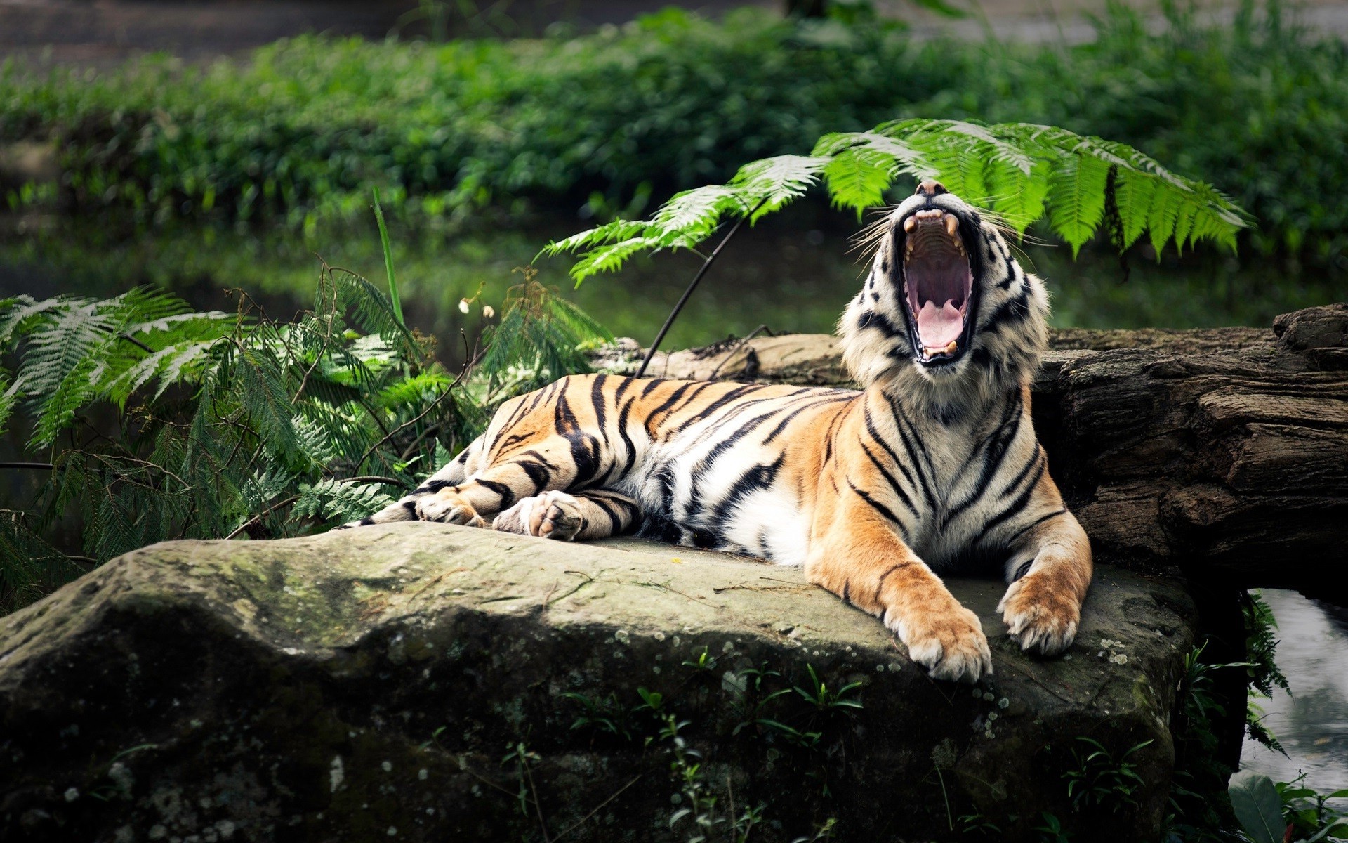 open mouth tiger animals nature yawning depth of field big cats