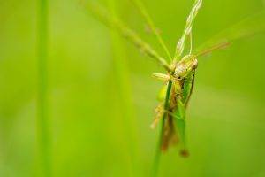 macro grasshopper insect