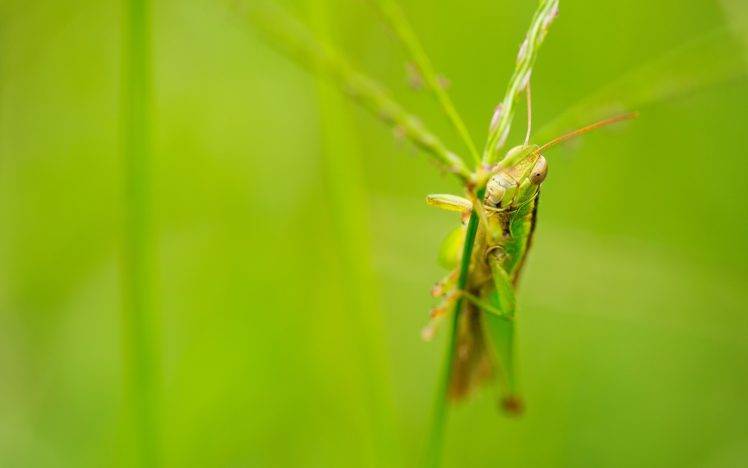 macro grasshopper insect HD Wallpaper Desktop Background