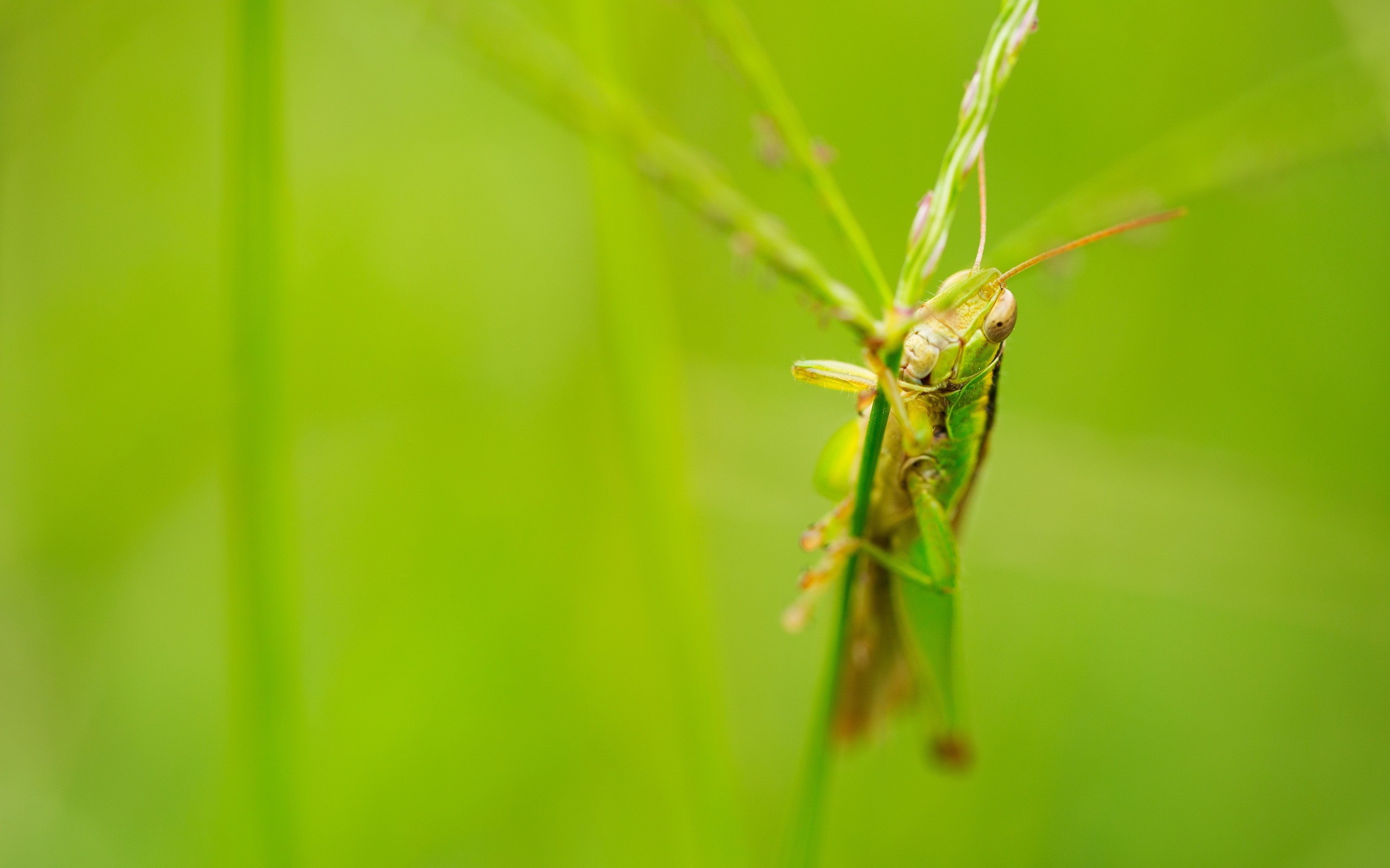 macro grasshopper insect Wallpaper