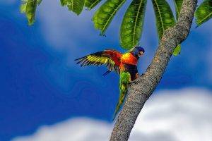 birds animals parrot plants