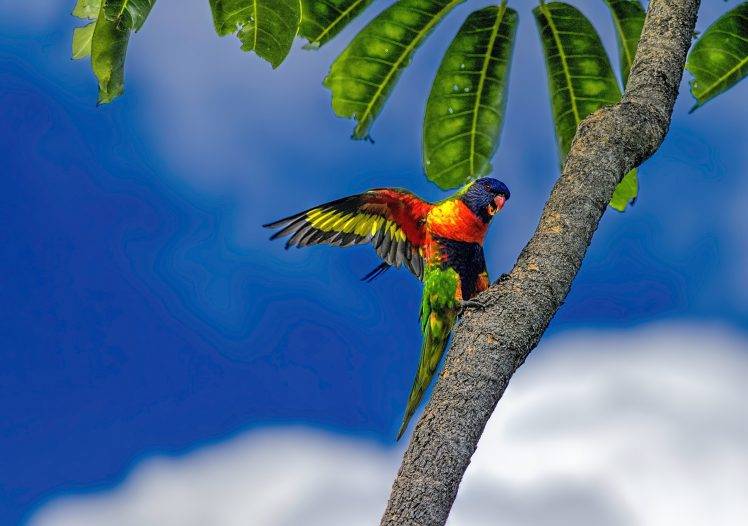 birds animals parrot plants HD Wallpaper Desktop Background