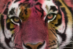 tiger eyes cat photo manipulation colorful