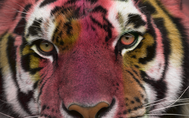 tiger eyes cat photo manipulation colorful HD Wallpaper Desktop Background