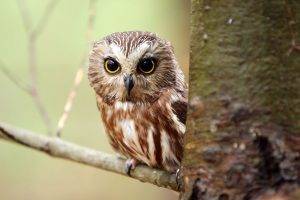 nature animals birds owl